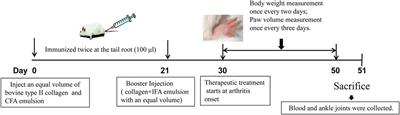 The Effect of Triptolide Combined With Crocin on Arthritis in Mice: From Side Effect Attenuation to Therapy